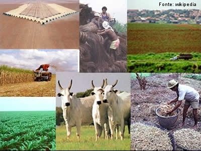 Agropecuária Pedra Redonda Salvador BA